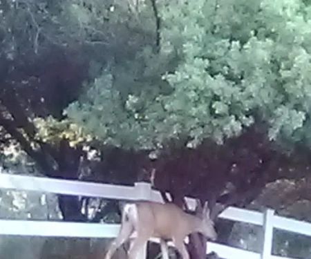 Sierra Hide Away Mobile Home