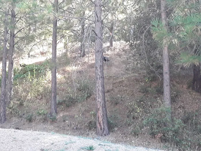 Sierra Springs Village Picture 2