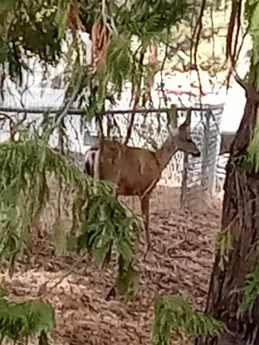 Oakhurst Mobile Home Estates Picture 3