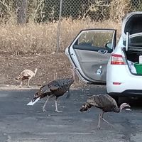 Oakhurst Mobile Home Estates ico