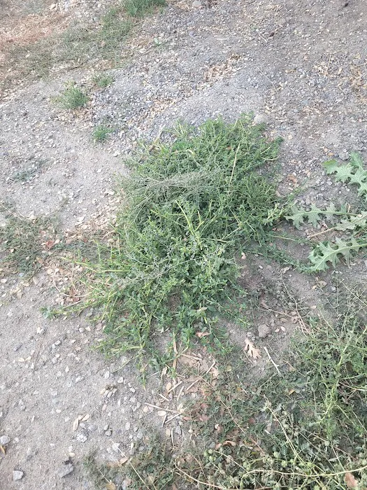 Granite Mountain Resort at Yosemite Picture 7