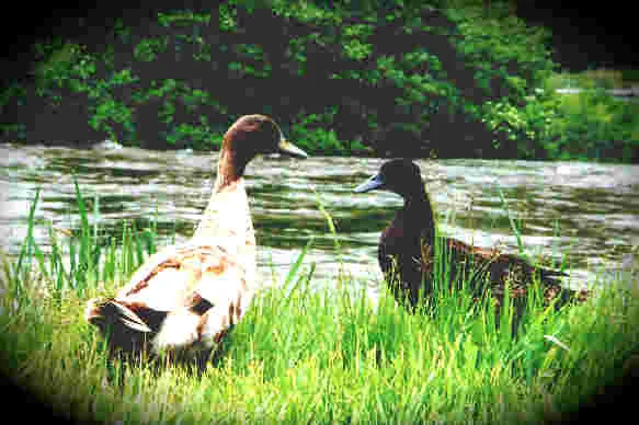 Holiday Hills RV Park Picture 1