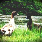 Holiday Hills RV Park