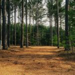 Tall Pines RV Resort