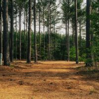 Tall Pines RV Resort ico