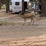 Diamond Campground Inc.