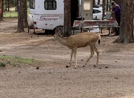 Diamond Campground Inc.