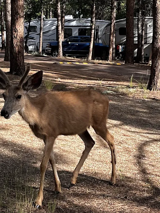 Diamond Campground Inc. Picture 5