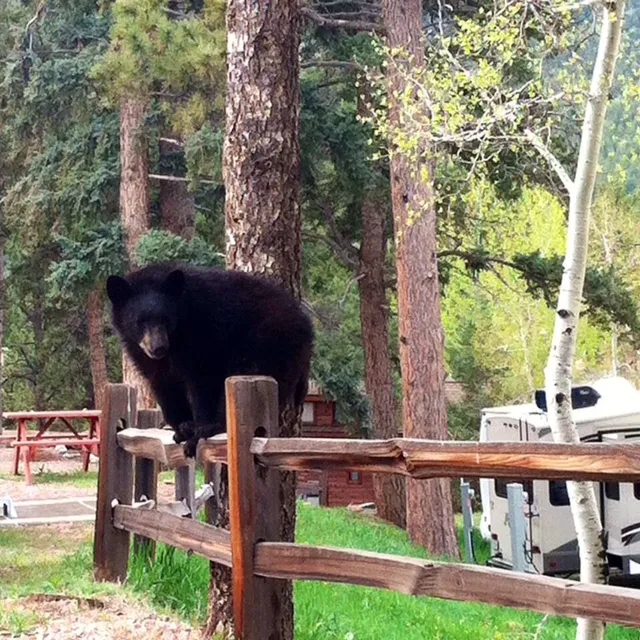 Woodland RV Park Picture 8