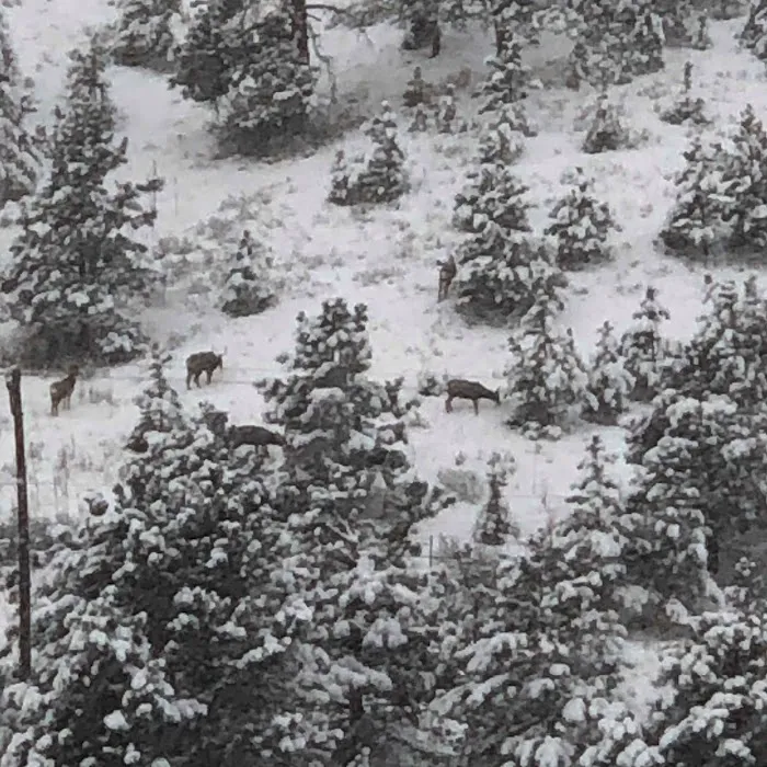 Rocky Top Motel & Campground Picture 8