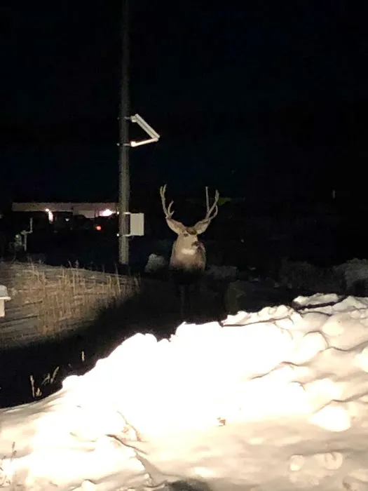 Rocky Top Motel & Campground Picture 5