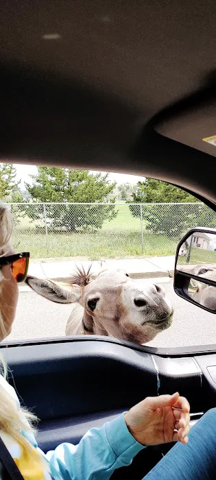 Rocking M Ranch Campground Picture 7