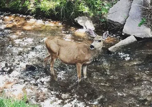 Pikes Peak RV Park Picture 3