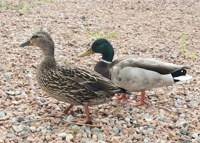 Pikes Peak RV Park Picture 10