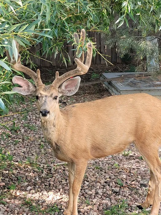 Crestline Manor Manufactured Home Community Picture 2