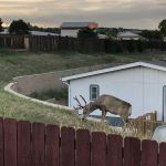 Holiday Village - Colorado