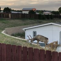 Holiday Village - Colorado ico