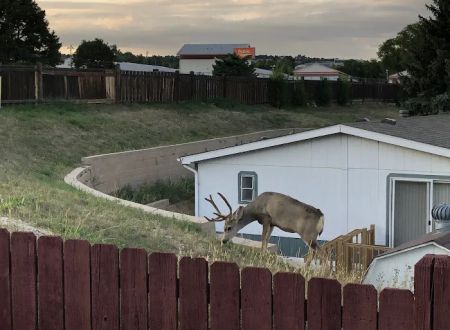 Holiday Village - Colorado