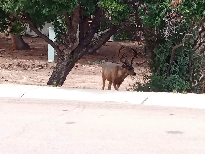 Holiday Village - Colorado Picture 4