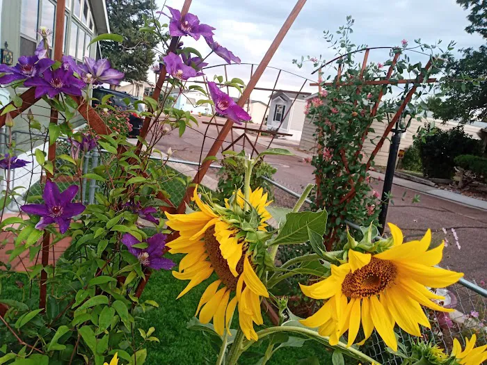 Holiday Village - Colorado Picture 3