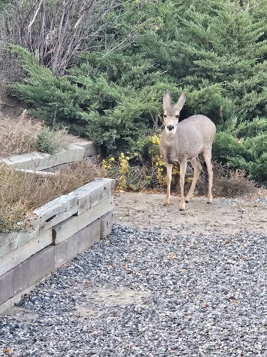 Holiday Village - Colorado Picture 9