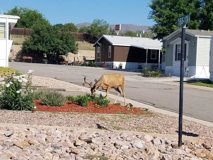 Holiday Village - Colorado Picture 8