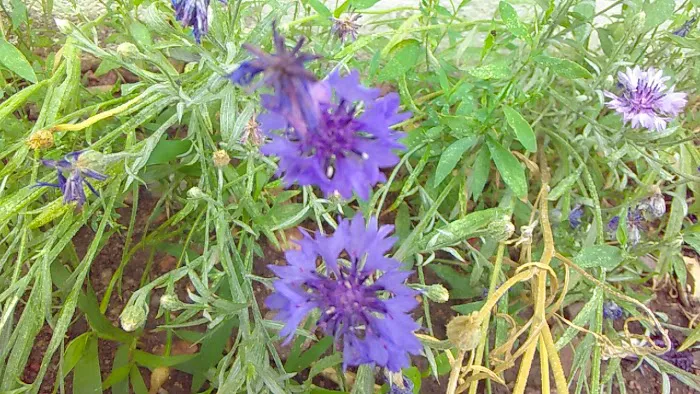 Goldfield RV Park Picture 5