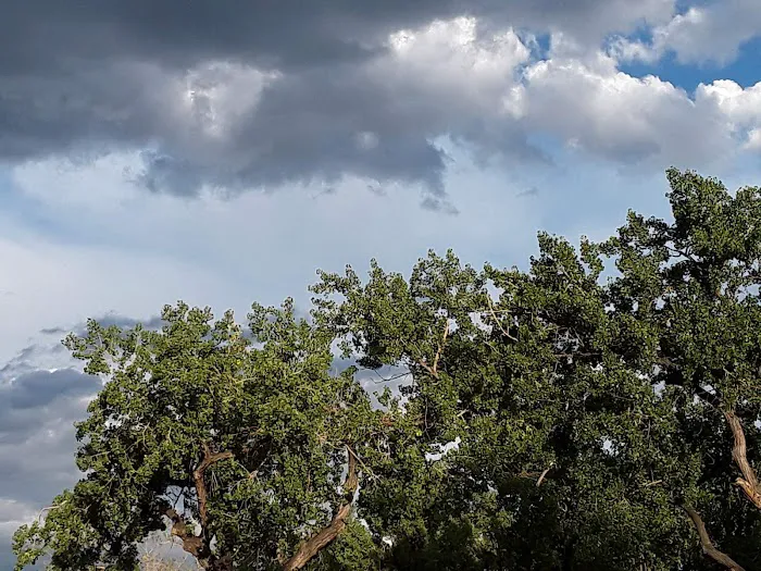 Goldfield RV Park Picture 4