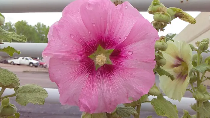 Goldfield RV Park Picture 6