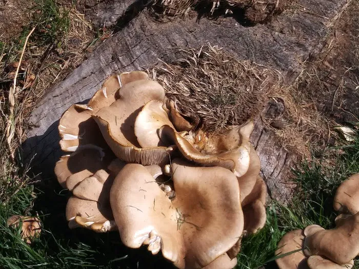 Shangri-La Mobile Home Park, LLC Picture 8