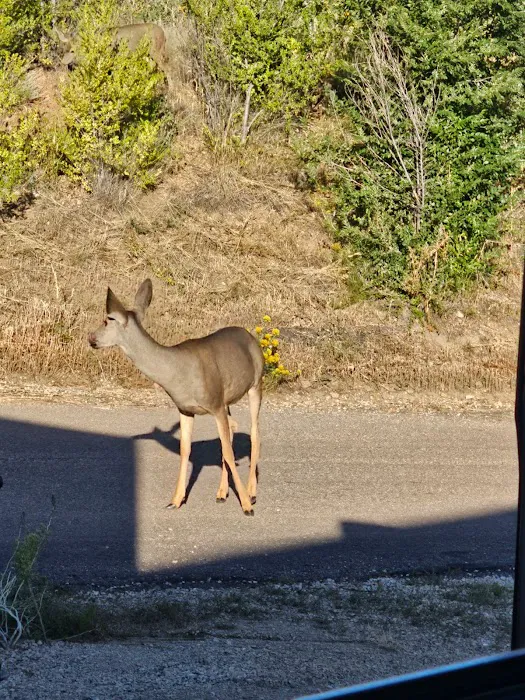 Foot of the Rockies RV Park Picture 2