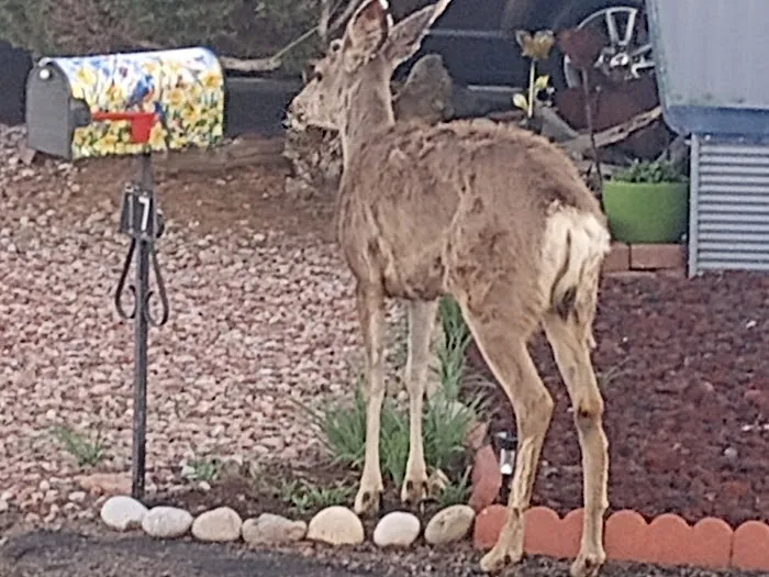 Panoramic Mobile Home Court Picture 2