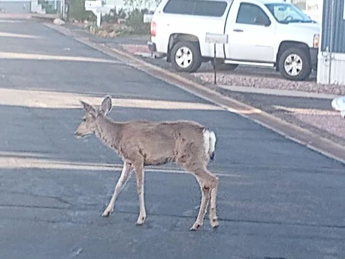 Panoramic Mobile Home Court Picture 6