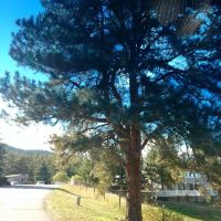 Larkspur Station Mobile Home ico