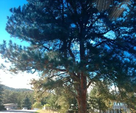 Larkspur Station Mobile Home