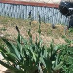 Cheyenne Mountain Estates