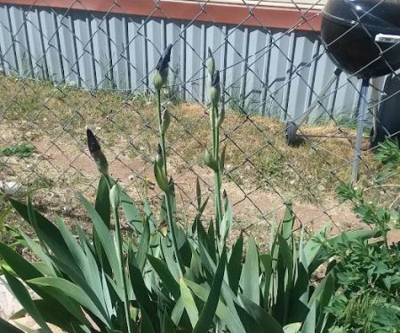 Cheyenne Mountain Estates