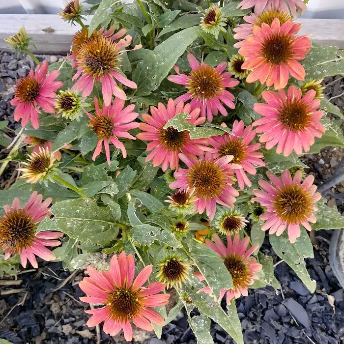 Chancellors Picture 8