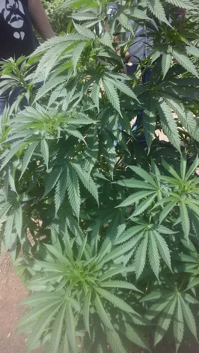 Doms Mobile Home Park Picture 2