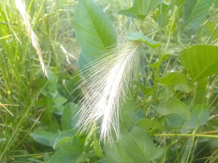 M & M Mobile Home Park Picture 2