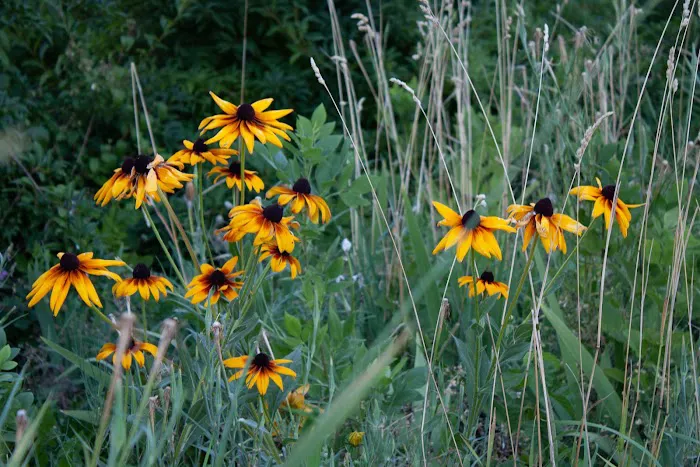 Summerhill Farm RV Park Picture 7