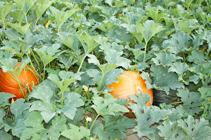 Summerhill Farm RV Park Picture 3