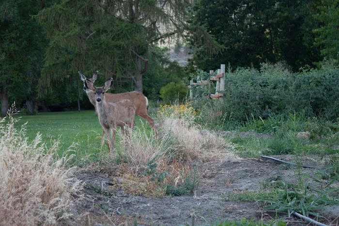 Summerhill Farm RV Park Picture 9