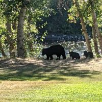 Wenatchee River County Park ico