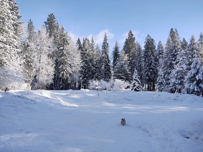 Blu-Shastin RV Park Picture 5