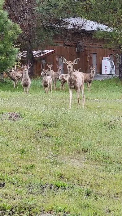 Icicle River RV Park Picture 4