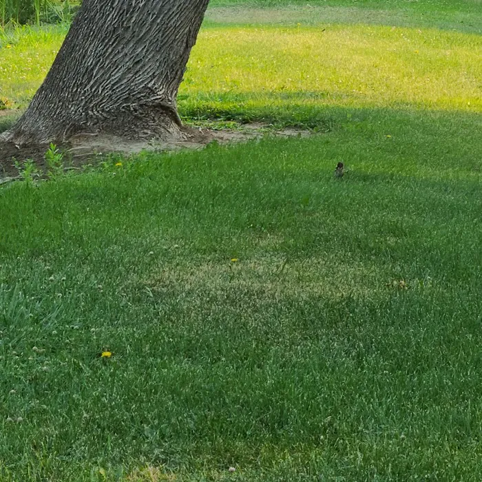 Oasis RV Park & Golf Course Picture 6