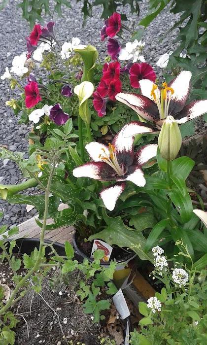 Sunbasin RV Park Picture 10