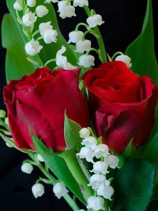 Evergreen Mobile Home Park Picture 4