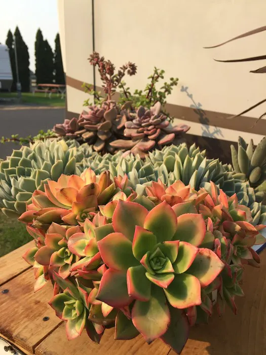 Desert Oasis RV Picture 4